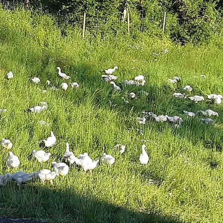 Am Hohestein Apartment