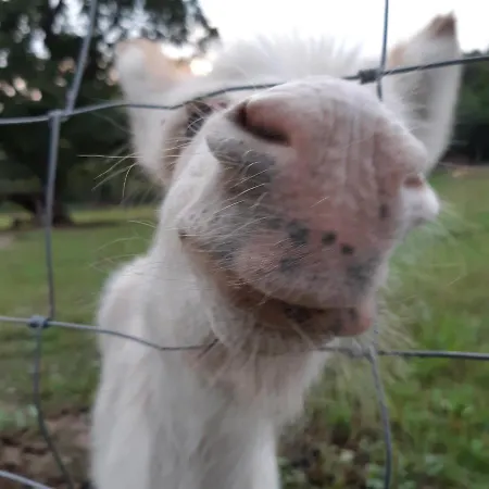 Am Hohestein アパート