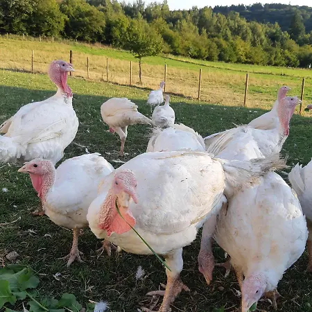 Am Hohestein アパート