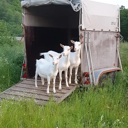 Am Hohestein