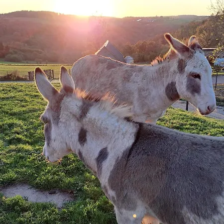 アパート Am Hohestein Briedeler Heck